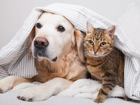 Animais de Estimação